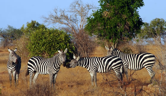 9-Days/8-Nights Kenya Wildlife Safari Tour Package 